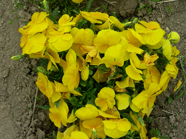 pansy in flower